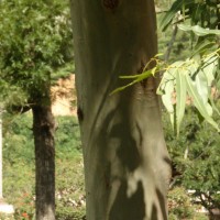 Corymbia maculata (Hook.) K.D.Hill & L.A.S.Johnson